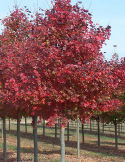 ACER rubrum FAIRVIEW FLAME