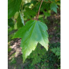 ACER rubrum FAIRVIEW FLAME