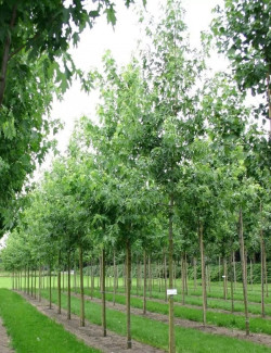 ACER saccharinum LACINIATUM WIERI