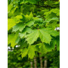 ACER saccharum