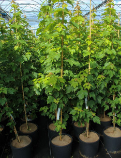 ACER rubrum OCTOBER GLORY En pot de 12-15 litres forme baliveau