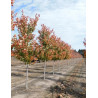 ACER rubrum OCTOBER GLORY