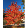 ACER rubrum OCTOBER GLORY