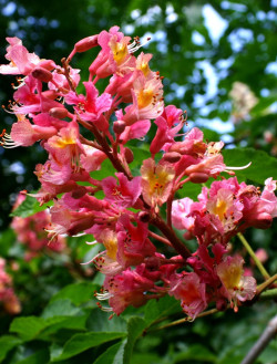 AESCULUS carnea BRIOTII