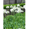 AGAPANTHUS ARTIC STAR