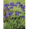 AGAPANTHUS NORTHERN STAR