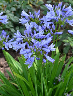AGAPANTHUS PITCHOUNE BLUE