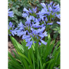 AGAPANTHUS PITCHOUNE BLUE
