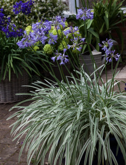 AGAPANTHUS SILVER MOON