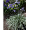 AGAPANTHUS SILVER MOON