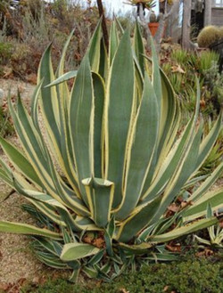 AGAVE americana VARIEGATA