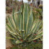 AGAVE americana VARIEGATA