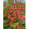 AMELANCHIER arborea ROBIN HILL