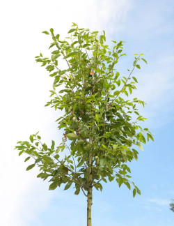 AMELANCHIER arborea ROBIN HILL