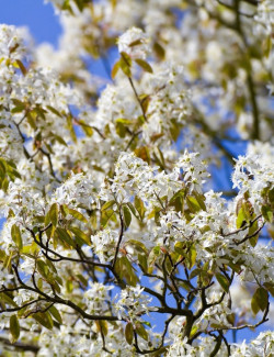 AMELANCHIER arborea ROBIN HILL