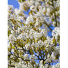 AMELANCHIER arborea ROBIN HILL