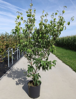 CORNUS kousa MILKY WAY En pot de 15-20 litres