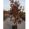 CORNUS kousa MILKY WAY En pot de 15-20 litres