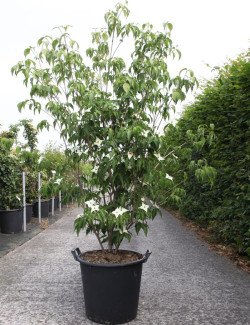 CORNUS kousa MILKY WAY En pot de 35-50 litres