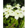 CORNUS kousa MILKY WAY