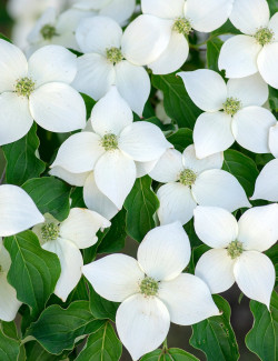 CORNUS kousa MILKY WAY