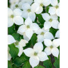 CORNUS kousa MILKY WAY