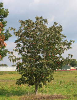 CORNUS kousa MILKY WAY