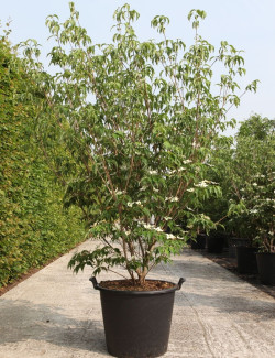CORNUS kousa MILKY WAY En pot de 50-70 litres