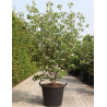 CORNUS kousa MILKY WAY En pot de 50-70 litres