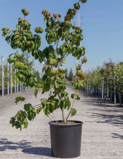 CORNUS kousa SATOMI En pot de 15-20 litres