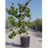 CORNUS kousa SATOMI En pot de 15-20 litres