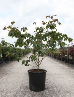 CORNUS kousa SATOMI En pot de 25-30 litres