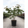 CORNUS kousa SATOMI En pot de 25-30 litres