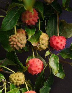 CORNUS kousa ROBERT'S SELECT