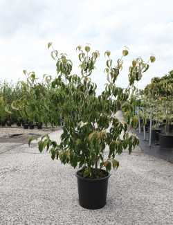 CORNUS kousa ROBERT'S SELECT En pot de 25-30 litres