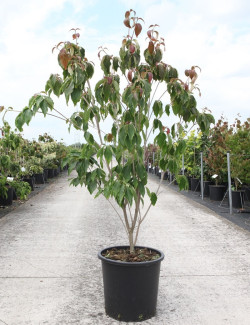 CORNUS kousa TEUTONIA En pot de 25-30 litres