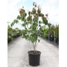CORNUS kousa TEUTONIA En pot de 25-30 litres