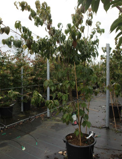 CORNUS kousa TEUTONIA En pot de 50-70 litres