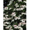 CORNUS kousa TEUTONIA