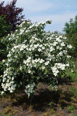 CORNUS kousa TEUTONIA