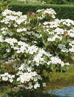 CORNUS kousa TEUTONIA