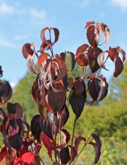 CORNUS kousa TEUTONIA