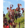 CORNUS kousa TEUTONIA