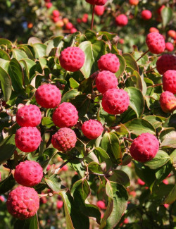 CORNUS kousa TEUTONIA