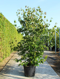 CORNUS kousa CHINENSIS En pot de 70-90 litres