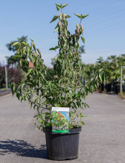 CORNUS mas En pot de 5-7 litres