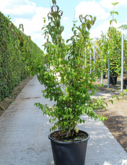 CORNUS mas En pot de 70-90 litres