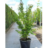 CORNUS mas En pot de 70-90 litres