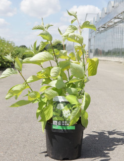CORNUS alba AUREA En pot de 3-4 litres