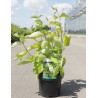 CORNUS alba AUREA En pot de 3-4 litres